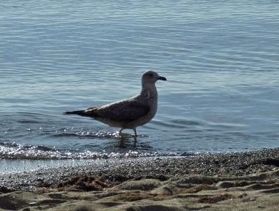 Прикрепленное изображение: DSCF6294.jpg